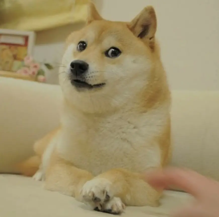 Kabosu, Dog Who Inspired Dogecoin Dies at 18