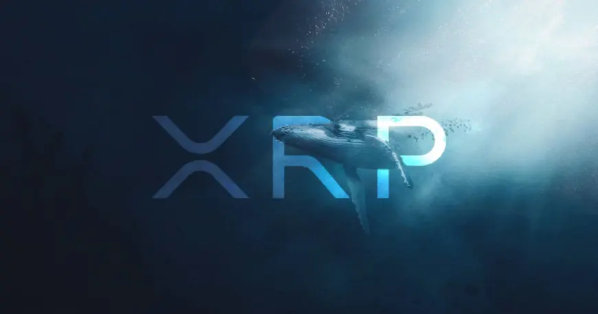 XRP Whale Activity Soars: 218 Million Coins Moved in 24 Hours