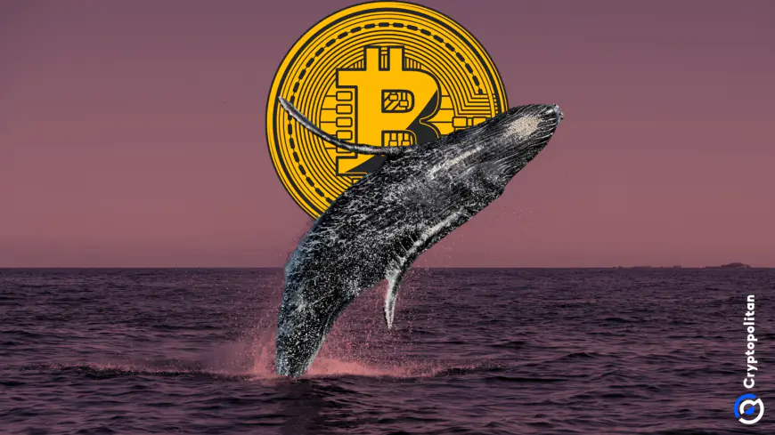 10-year dormant Bitcoin whale holding $77M wakes up, sends BTC to Kraken