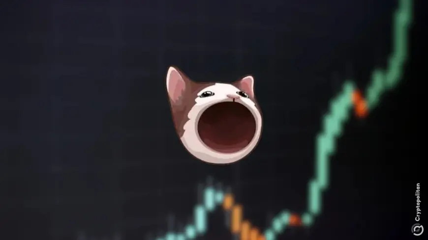 Solana Meme Coin POPCAT hits the $1 billion market cap