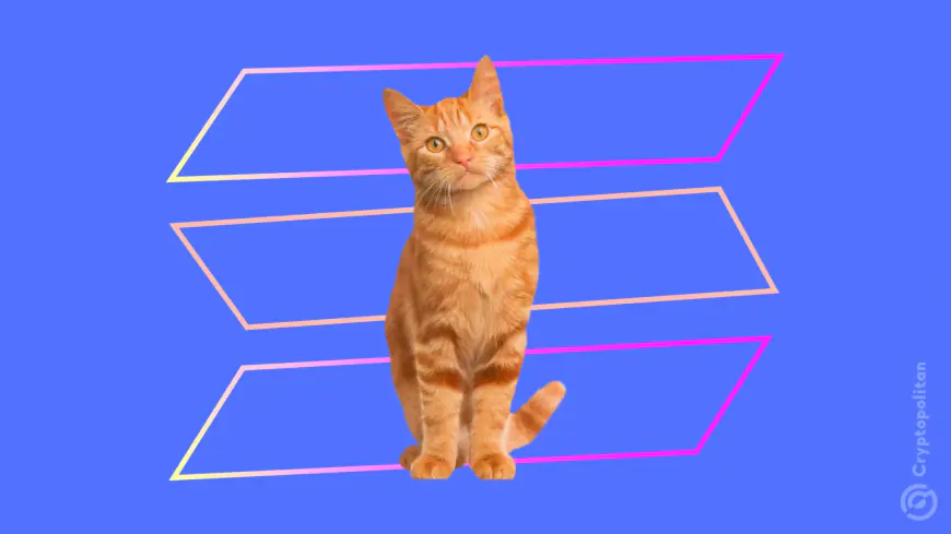 Len Sassaman’s cat Sasha joins the memecoin frenzy