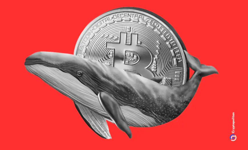 Decade old Bitcoin Whale transfers $600k to Kraken in a second move