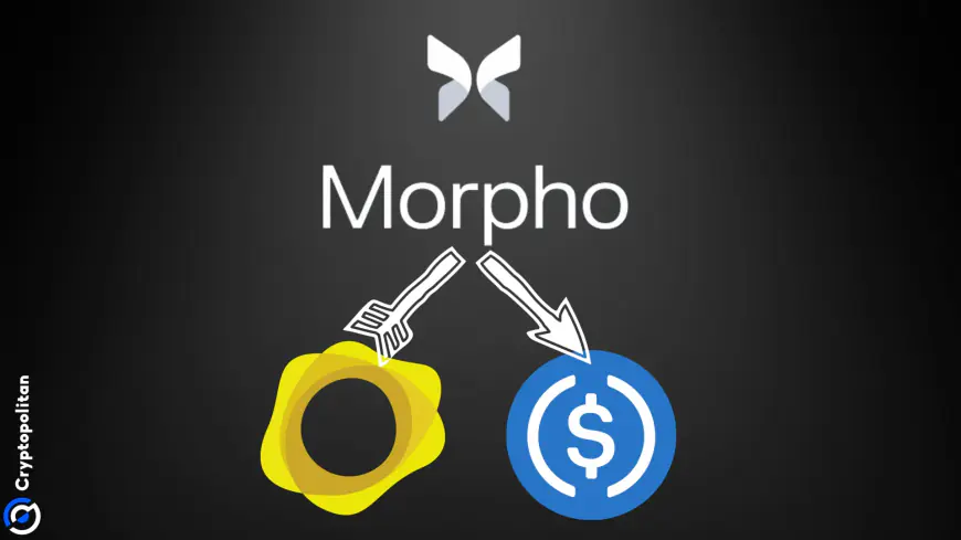 Tokenized gold market on Morpho loses $230K after Oracle misconfiguration mishap