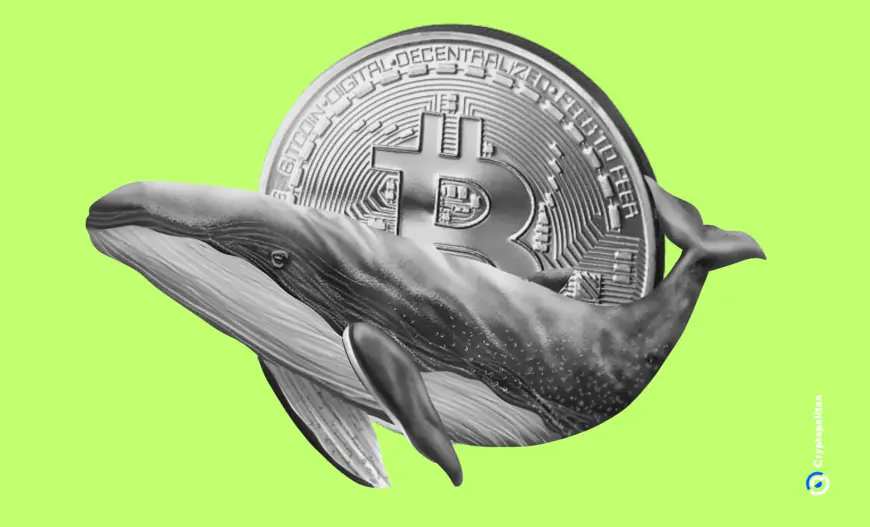 New whale wallets now hold nearly 2M Bitcoin, up 813% YTD