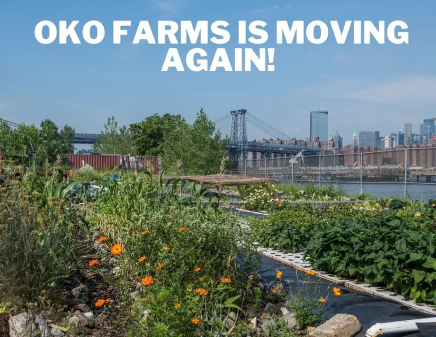 Hippie urban farmers to get evicted from NYC plot before they can harvest crops — as new luxury development breaking ground