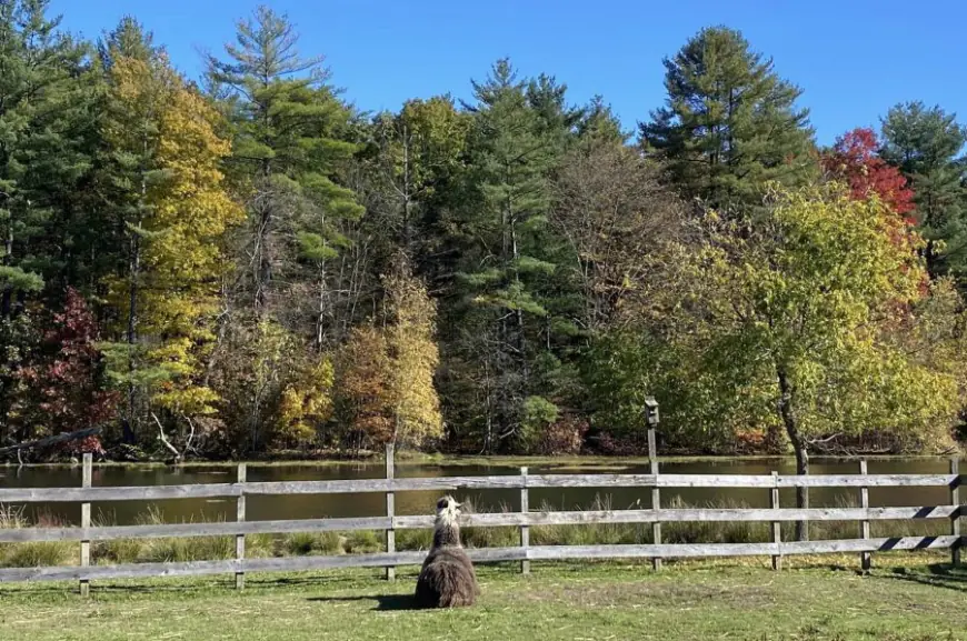 Leaf Peeping: Llama Treks