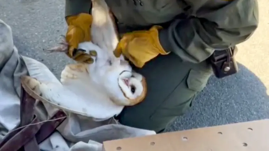 Injured barn owl rescued from SF's Baker Beach