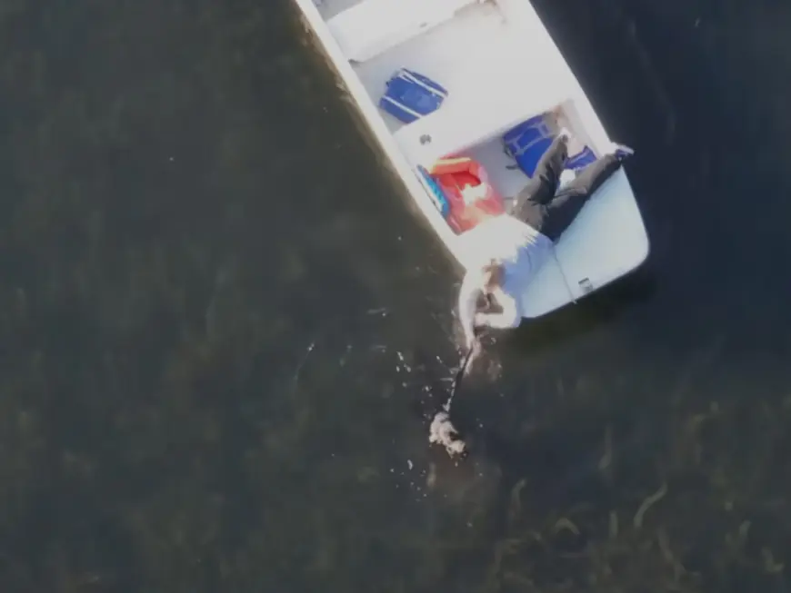 Watch: Drone, boats used to rescue dog who got in too deep chasing geese in Wellesley