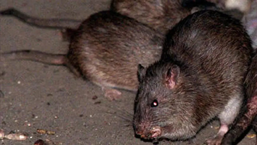 Chicago reigns as America's Rattiest City for 10th straight year