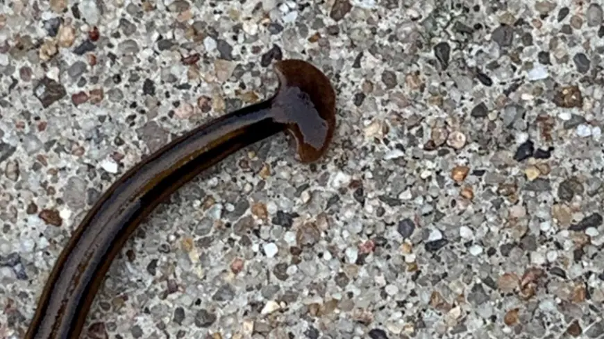 MDC warns of zombie-like worm invading Missouri