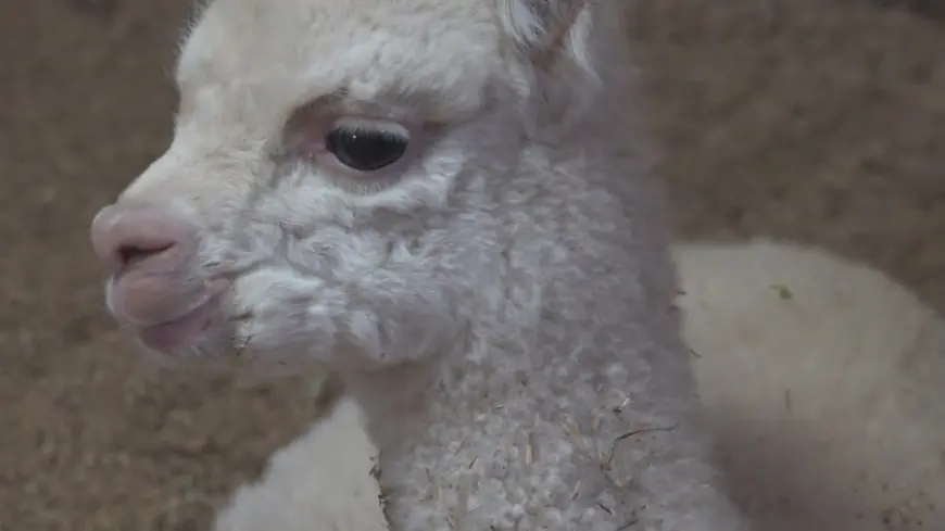 Union animal shelter holding vote for baby alpaca's name