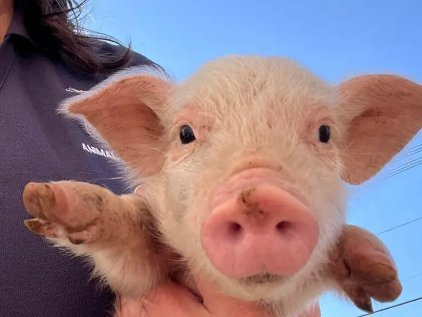 Abandoned piglet found in Framingham needs a new home