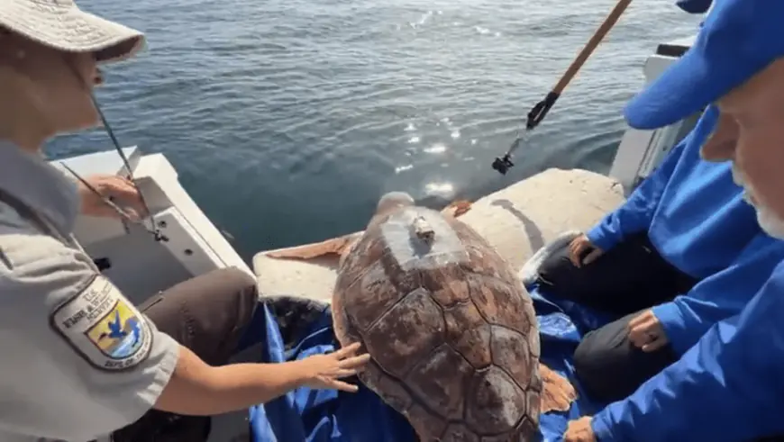 SeaWorld San Diego releases second-ever sea turtle found cold-stunned in Canada