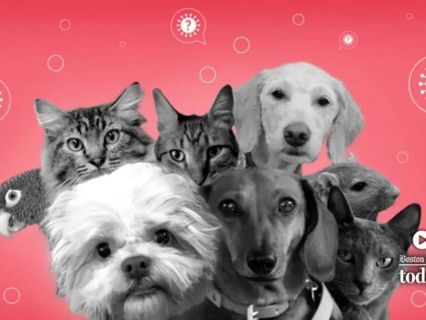 Watch: Is pet insurance worth it?