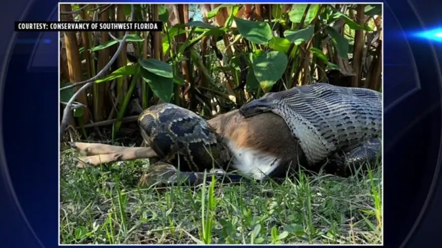 ‘I hadn’t seen anything like this’: Researchers in Naples capture Burmese python swallowing 77-pound deer