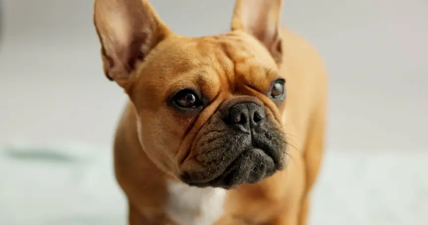 Anxious French bulldog dies on plane leaving NYC after being booted from first class