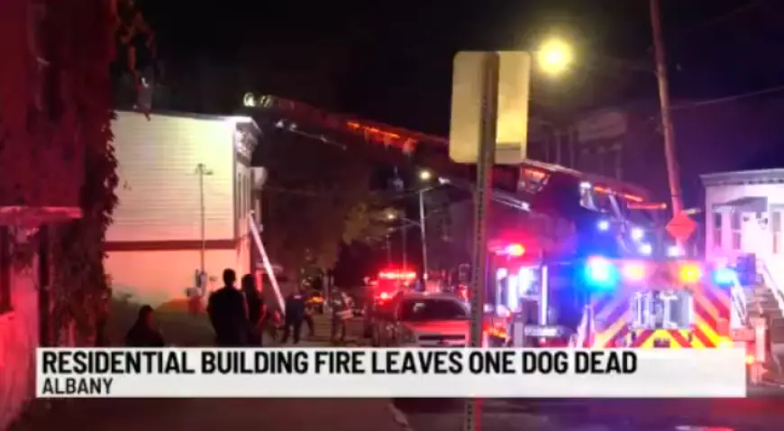 Fire in Albany leaves one dog dead