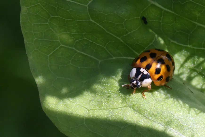 Lots of ladybugs? What to know before you try and remove them from your home