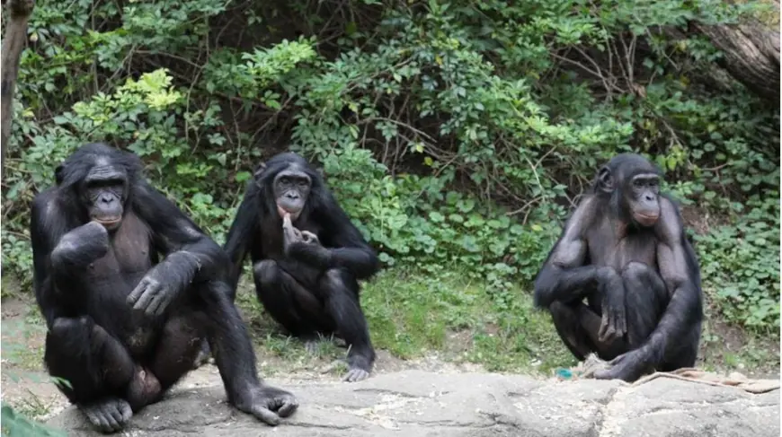 Bonobo bites Cincinnati Zoo worker's thumb, resulting in amputation