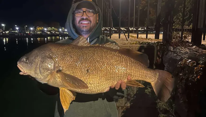 Catching a "never-seen-one-this-big" drum at Belmont Harbor