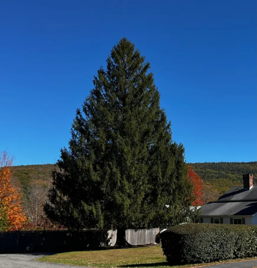 Rockefeller Center tree comes from West Stockbridge, Mass.