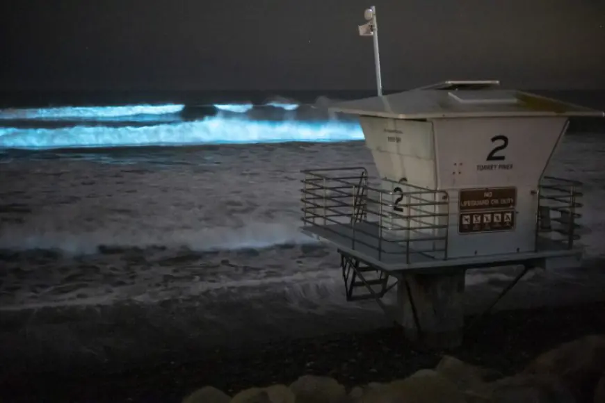 Beach stench tied to bioluminescent waves: LAT