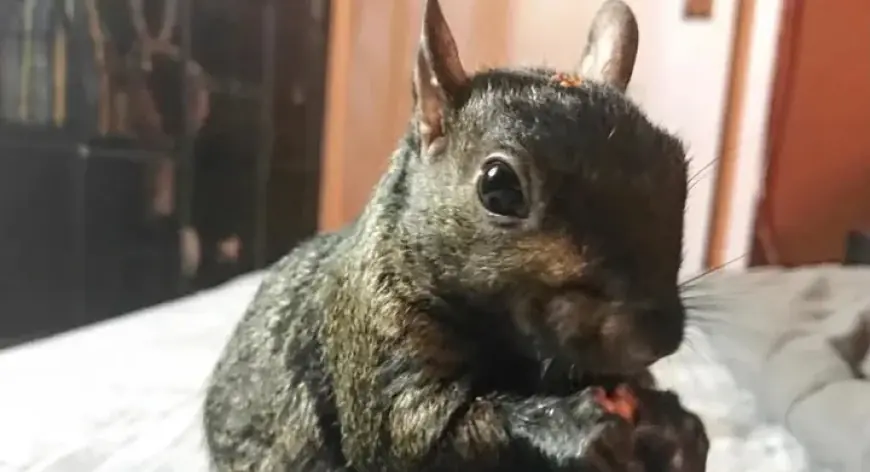 NY officials seize P’Nut the squirrel from owner, sparking online petition and donations