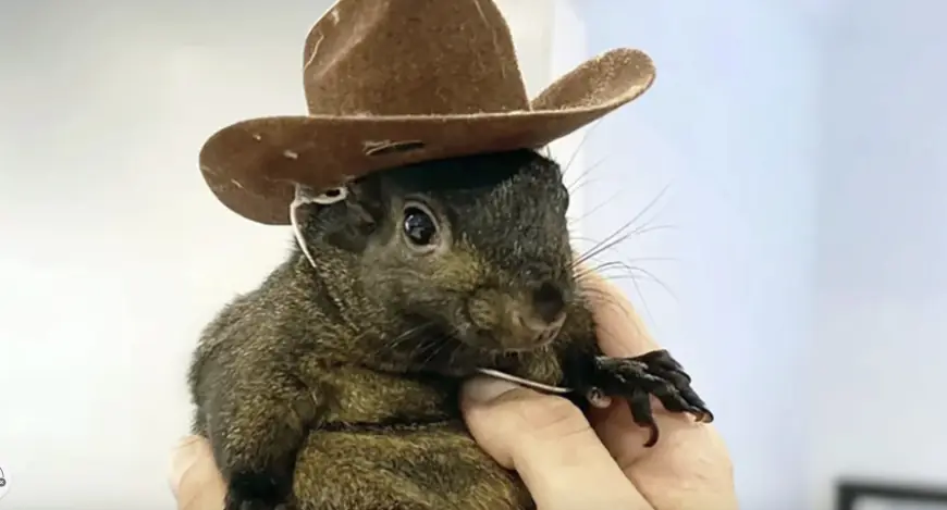 Man Who Took in Orphaned Peanut the Squirrel Says it’s ‘Surreal’ Officials Euthanized His Pet