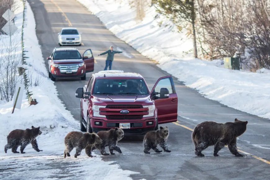 Vigil set for ‘living legend’ Grizzly 399, beloved 28-year-old Grand Teton bear fatally struck by car