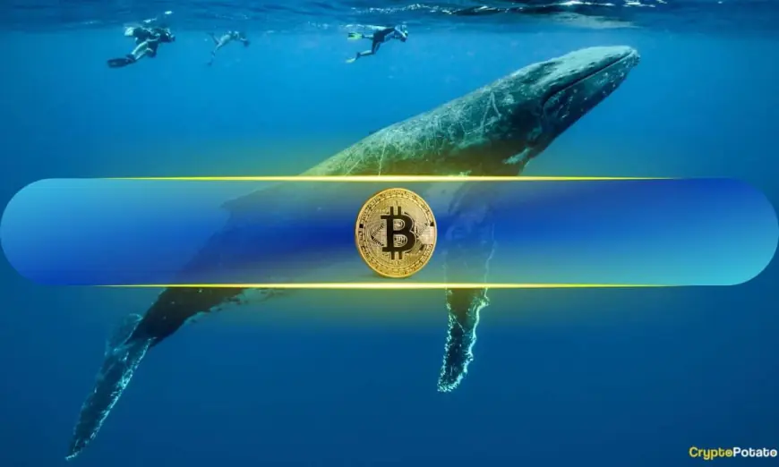 Bitcoin Whales Buy the Dip as BTC Slips Below $70k