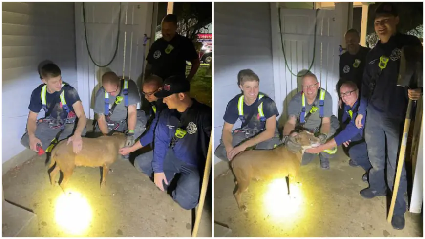 Florissant firefighters rescue dog trapped under patio