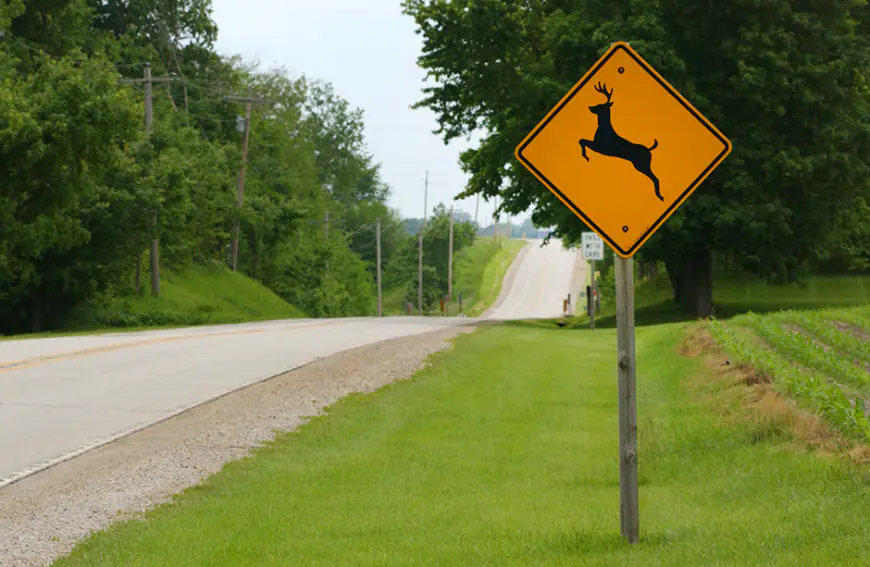 Oh, deer: Longer nights mean more roadkill, but it’s not all for naught