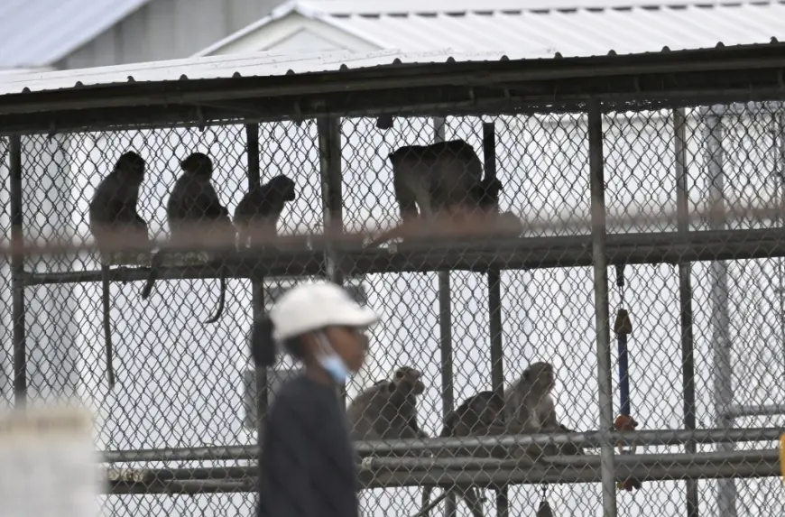 South Carolina lab recaptures 5 more escaped monkeys — but 13 are still loose