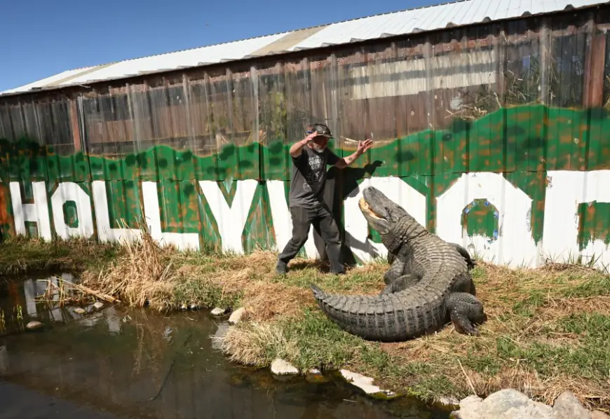 How this Colorado alligator ended up in 'Happy Gilmore' movie