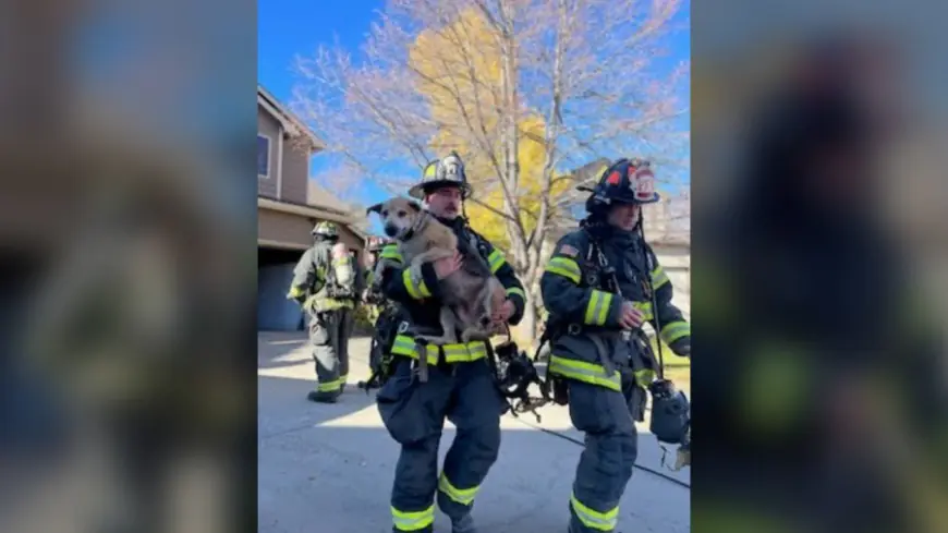 Roofers help crews rescue 2 dogs from 2-alarm fire in Fort Collins