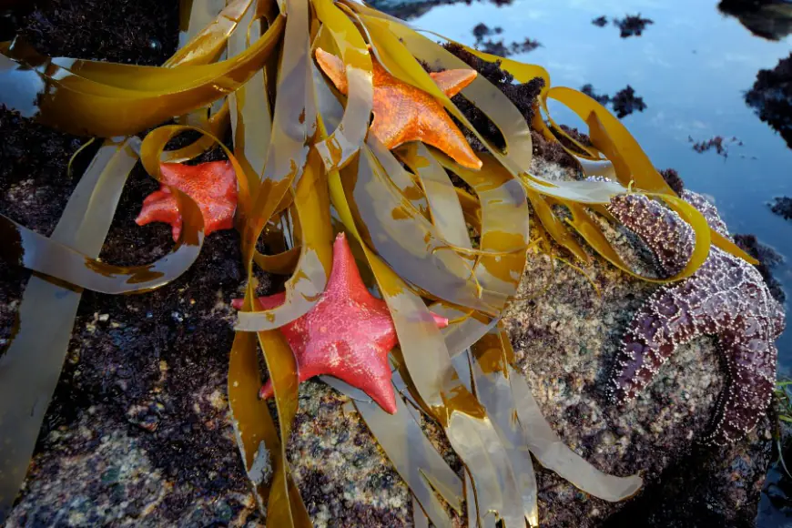 Bay Area king tides offer dramatic highs and adventurous lows