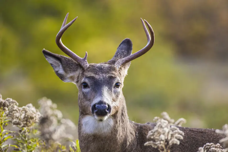 Arlington Co. OKs professional sharpshooters to control deer population