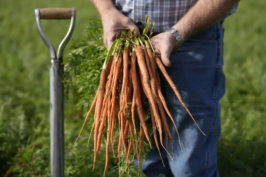 Carrots recalled for E. coli include those sold at Safeway, Target, Trader Joe’s, Whole Foods