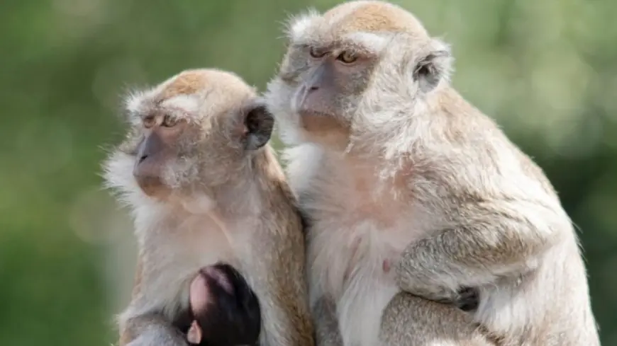 6 monkeys are still on the loose from a South Carolina compound after dozens escaped