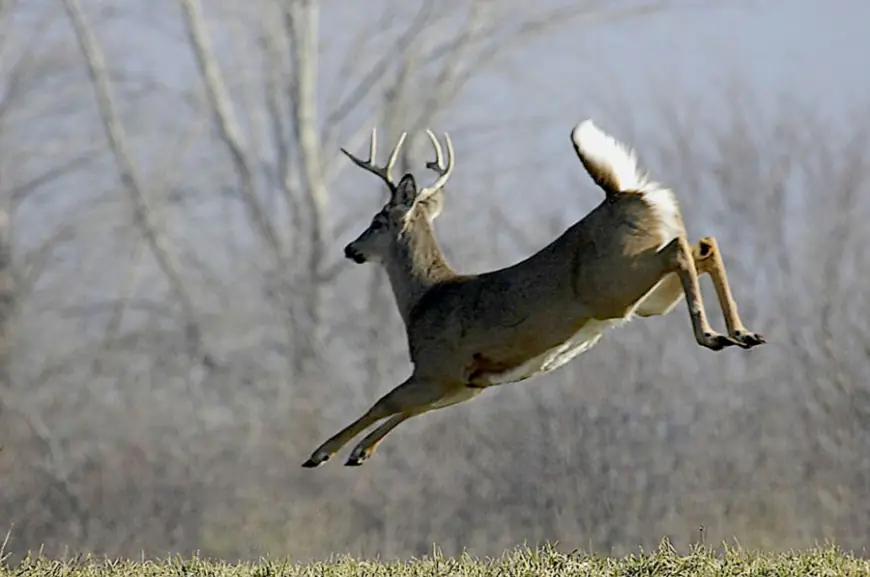 Acorns, weather, and rut contribute to dip in opening Missouri deer hunting weekend