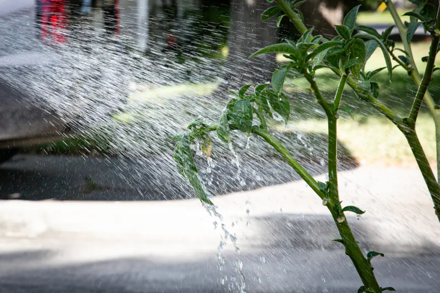 Stage 3 drought restrictions appear imminent in Corpus Christi. Here's what that means for you.