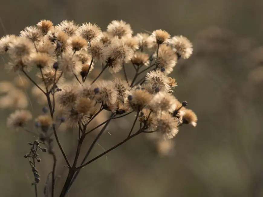 Cut it back or leave it alone? Expert advice for fall gardens from Ask the Gardener.