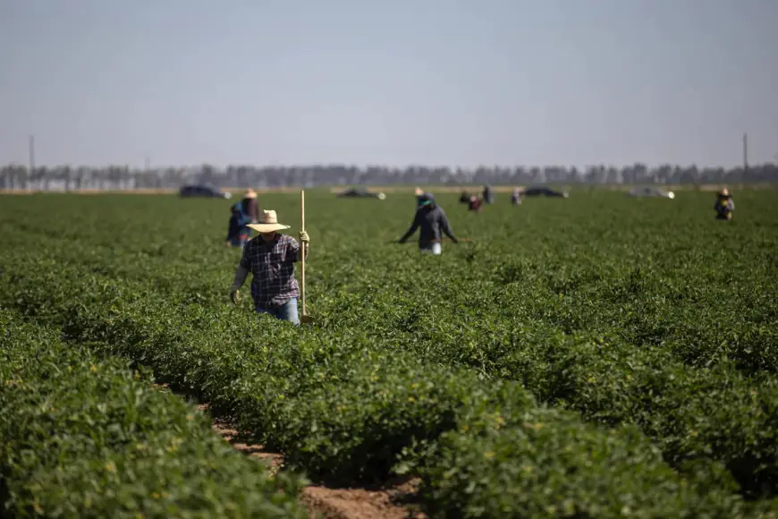 Opinion: Central Valley Voted for Trump, But Tariffs and Deportations May Upend Farm Economy