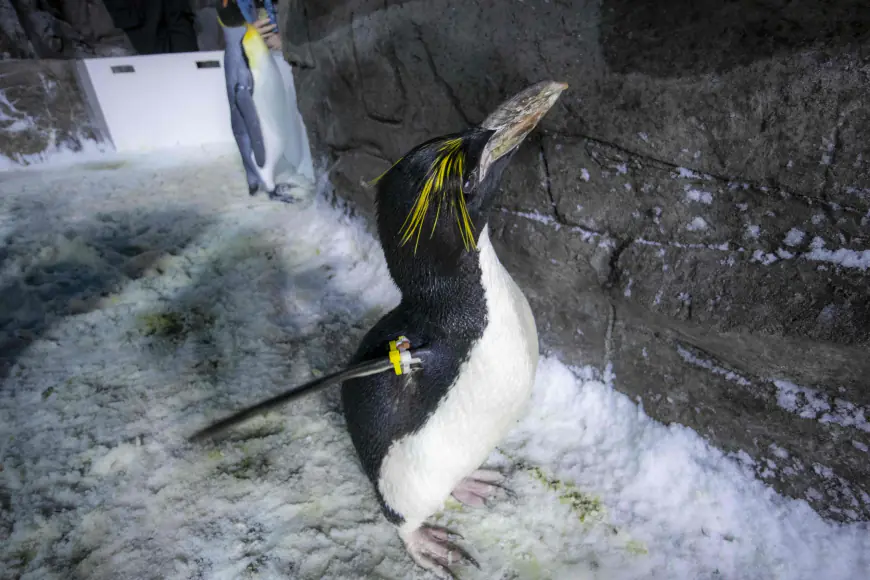 ‘Best Friend’ Celebrates 40th Birthday at SeaWorld San Diego