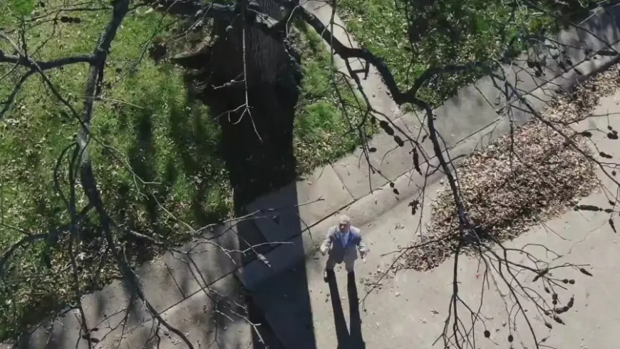 Attack of the trees: Aging giants wreak havoc in Missouri neighborhood