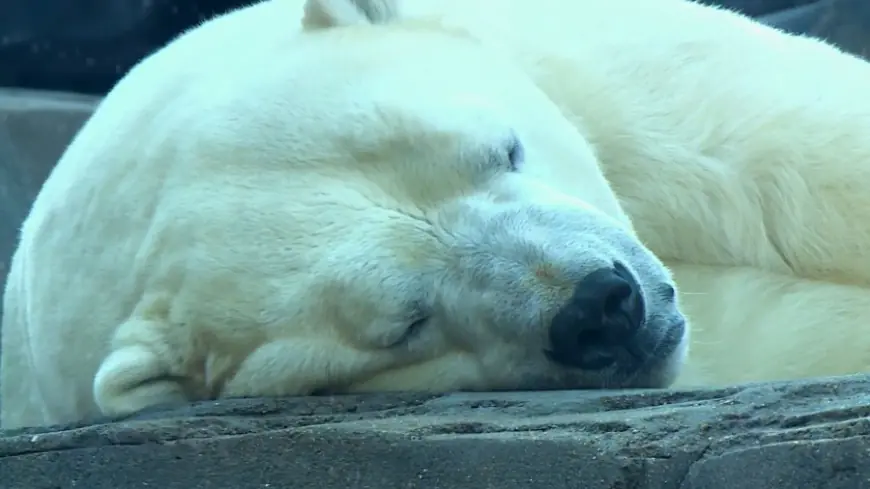 St. Louis Zoo's new efforts to safeguard the endangered polar bear