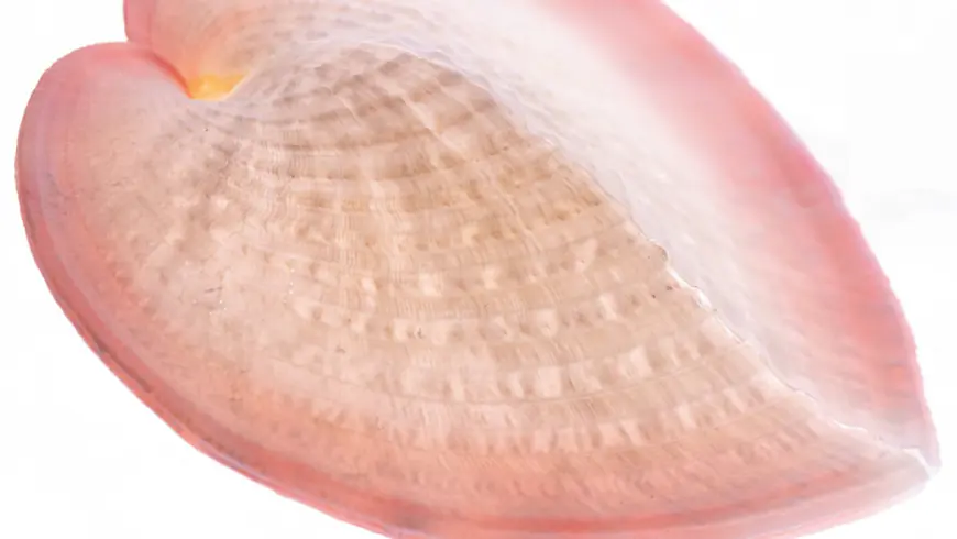 What a mollusc shell and fiber optic cables have in common