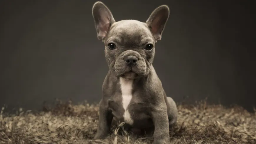 Man scams buyer out of $7,000 by faking French bulldog's DNA records