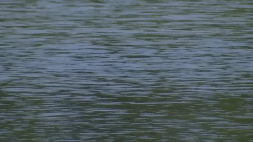 ‘Noxious weed': Invasive plant banned in Illinois discovered in area waterway