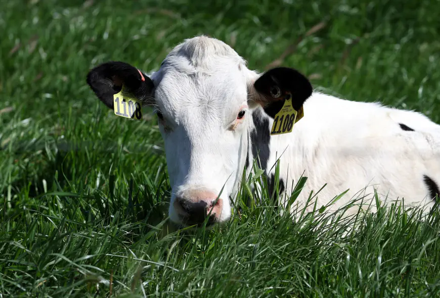 Raw milk nearly killed her son. Now avian flu is bringing more attention to its risk